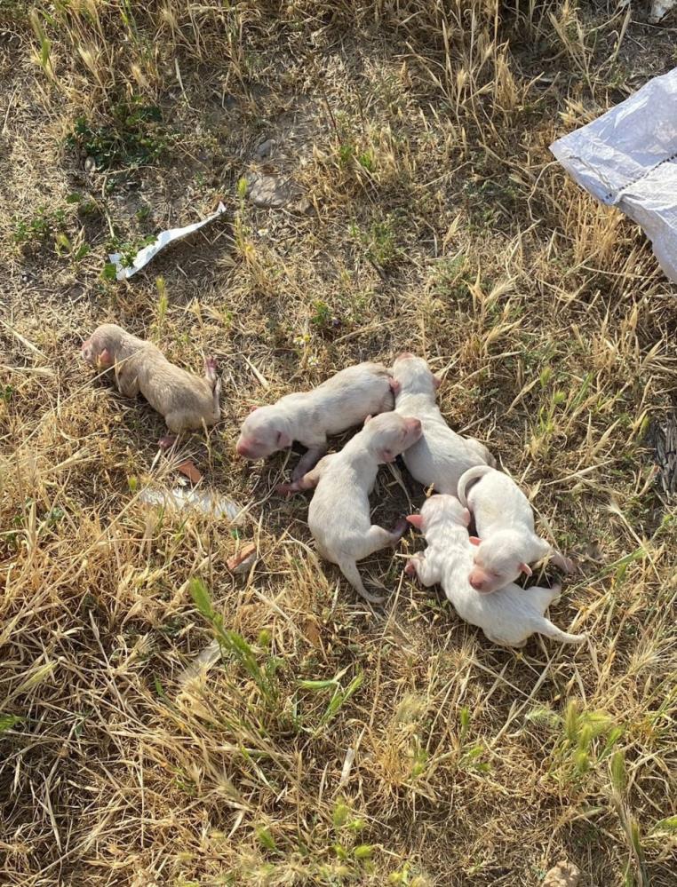 Alaşehir'de öğrencilerin dikkati yavru köpekleri kurtardı-3