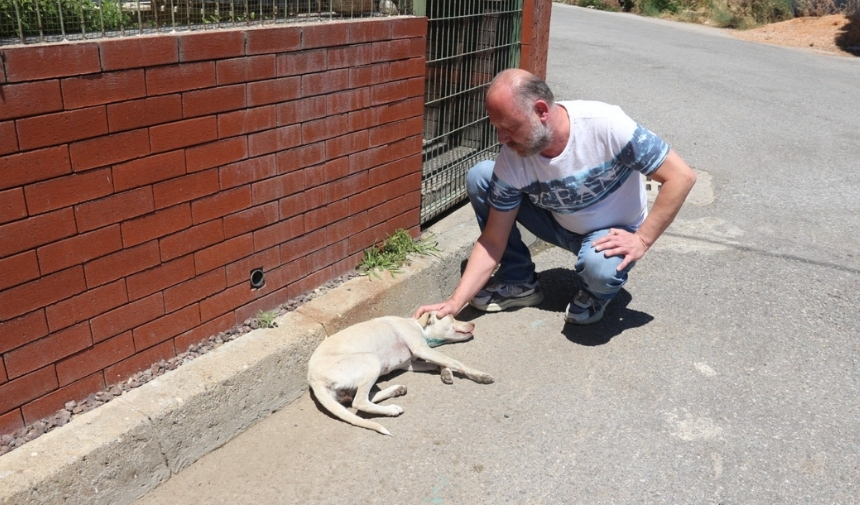 Manisa'da Kan Donduran Saldırı Kurye Köpeği Vurdu, Kaçtı! (1)