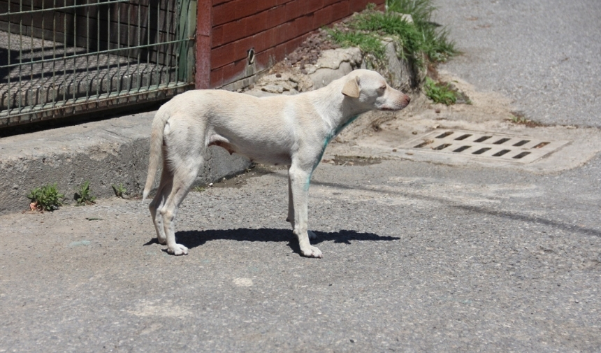 Manisa'da Kan Donduran Saldırı Kurye Köpeği Vurdu, Kaçtı! (2)