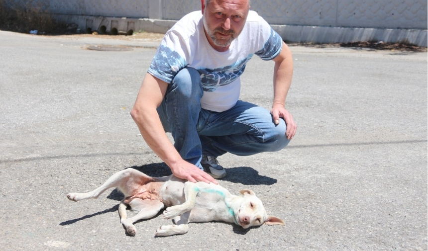 Manisa'da Kan Donduran Saldırı Kurye Köpeği Vurdu, Kaçtı! (4)