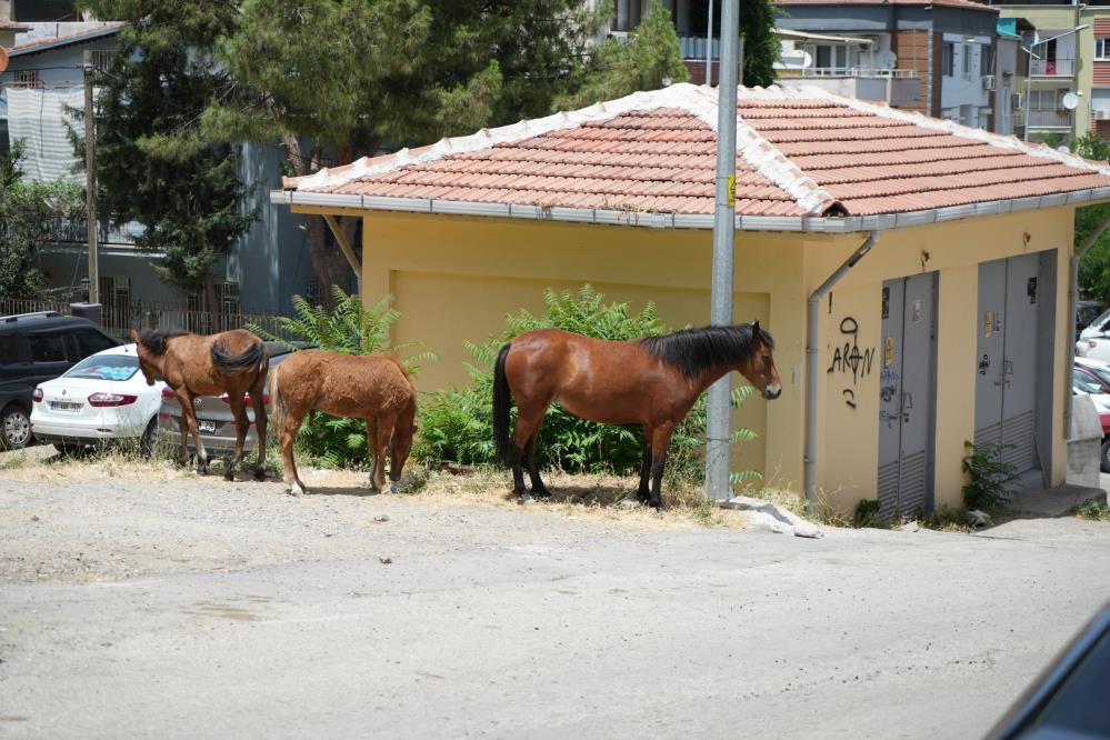 3 saatlik çabanın sonunda annesine kavuştu