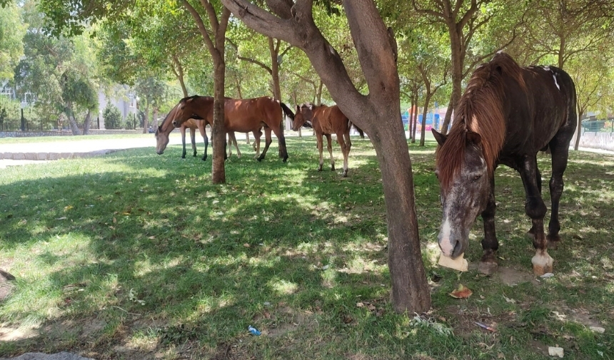 Manisa'da Sıcaktan Bunalan Atlar Merkeze Indi! (4)