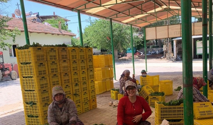 Taze Yaprağın Kilosu Bağda 20 Tl'ye Düştü (1)