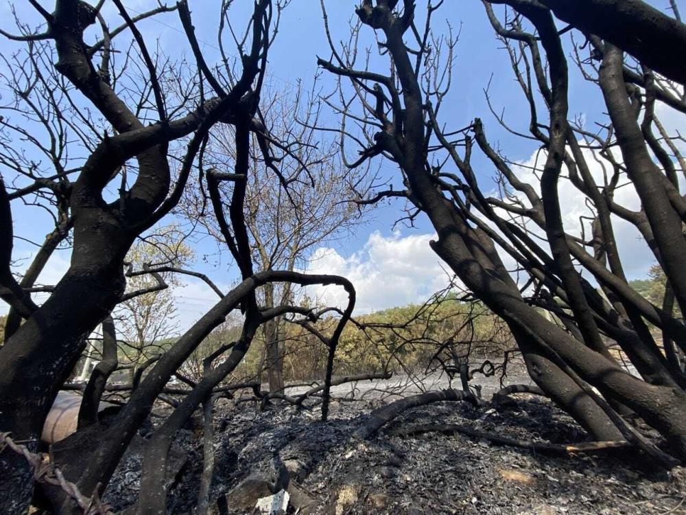 İzmir-Manisa yolunda çıkan yangında ormanlık alan küle gömüldü