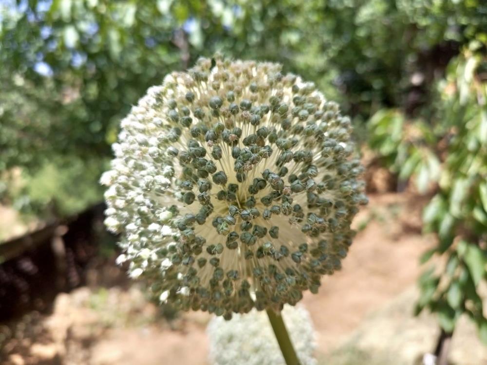 Dağ sarımsağını toplamanın cezası dudak uçuklattı