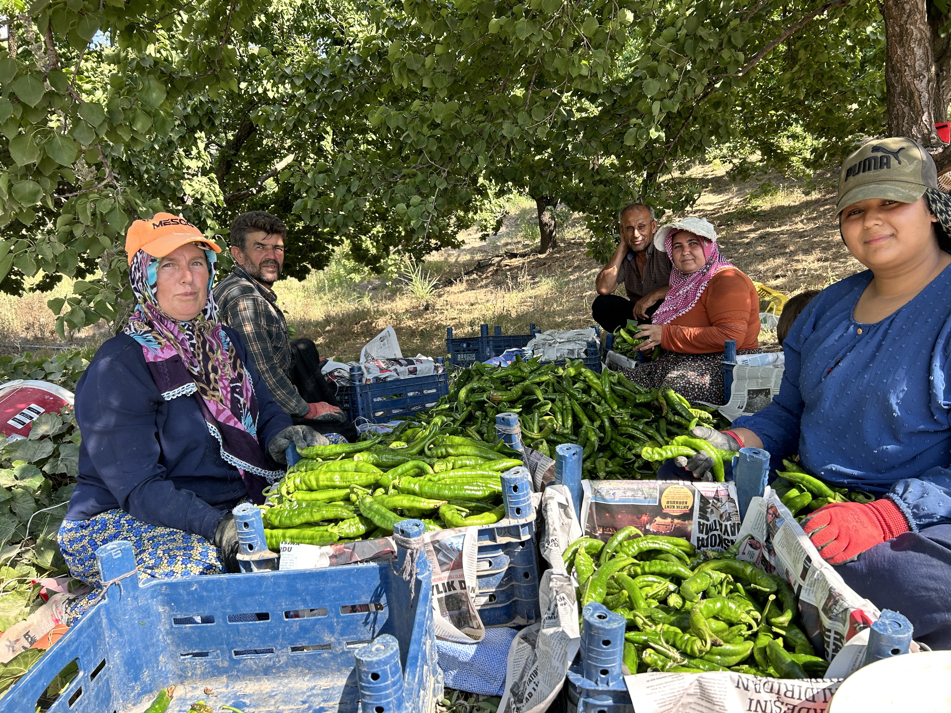 Acı biberde hasat başladı-44