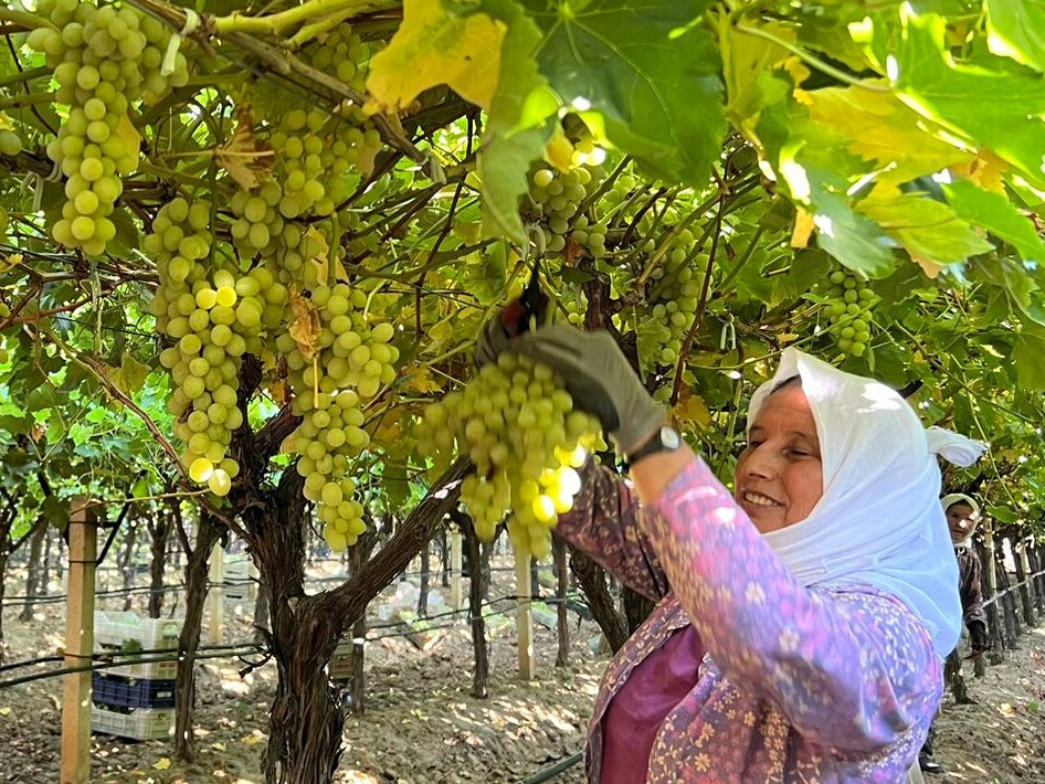 Sarıgöl'de Çekirdeksiz Sultaniye Üzüm hasadı başladı!-11