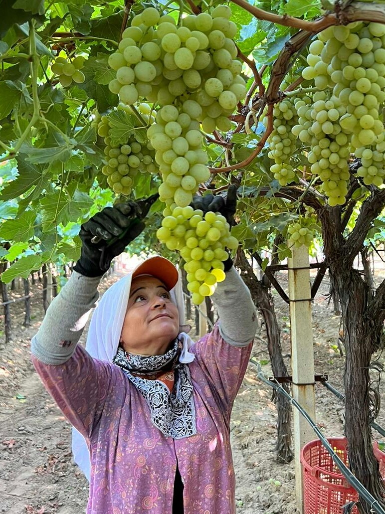 Sarıgöl'de Çekirdeksiz Sultaniye Üzüm hasadı başladı!-44