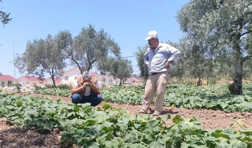 Manisa'da Turşuluk Salatalık Hasadı Başladı! (2)