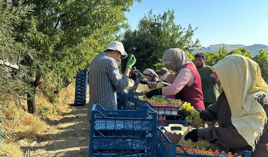 Sarıgöl'de Süperior Ve Trakya İlkeren Üzümlerinde Hasat Başladı 22