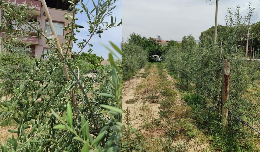 Sarıgöllü Üretici Bodur Zeytini Sevdirdi (3)