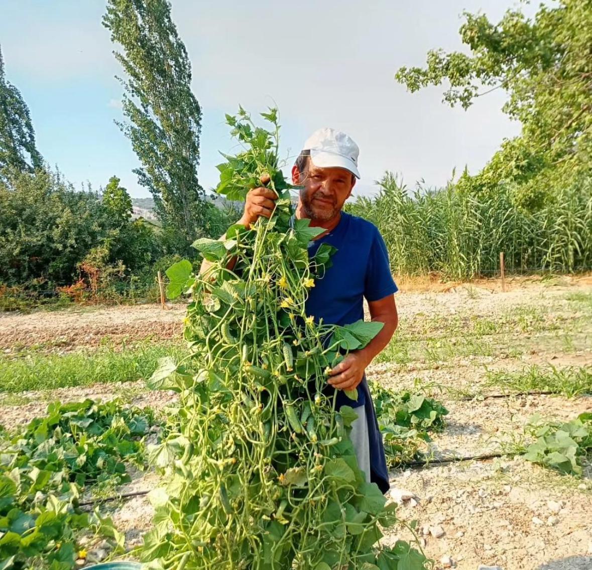 Manisa'da kornişon salatalıklar çiftçinin yüzünü güldürüyor-11