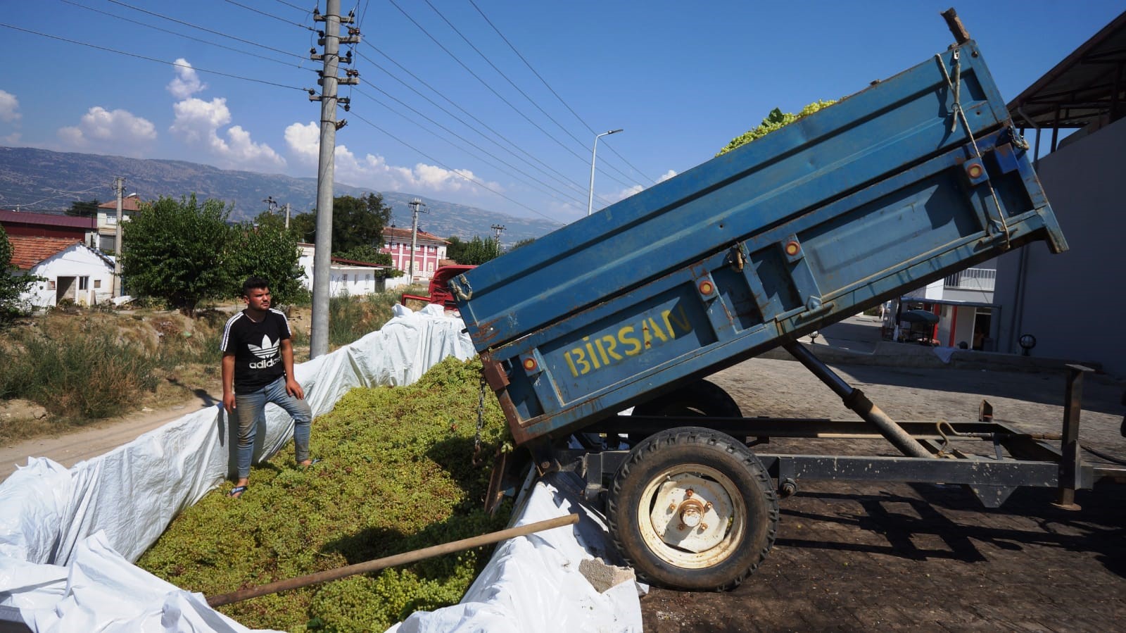 Sarıgöl'de ıskarta üzüm alımları başladı-11