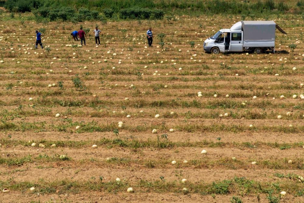 Egeli çiftçi 3 ton karpuzu Doğal Yaşam Parkı'ndaki hayvanlara bağışladı