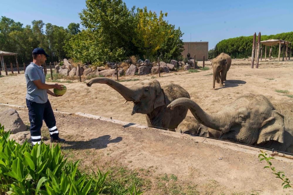 Egeli çiftçi 3 ton karpuzu Doğal Yaşam Parkı'ndaki hayvanlara bağışladı