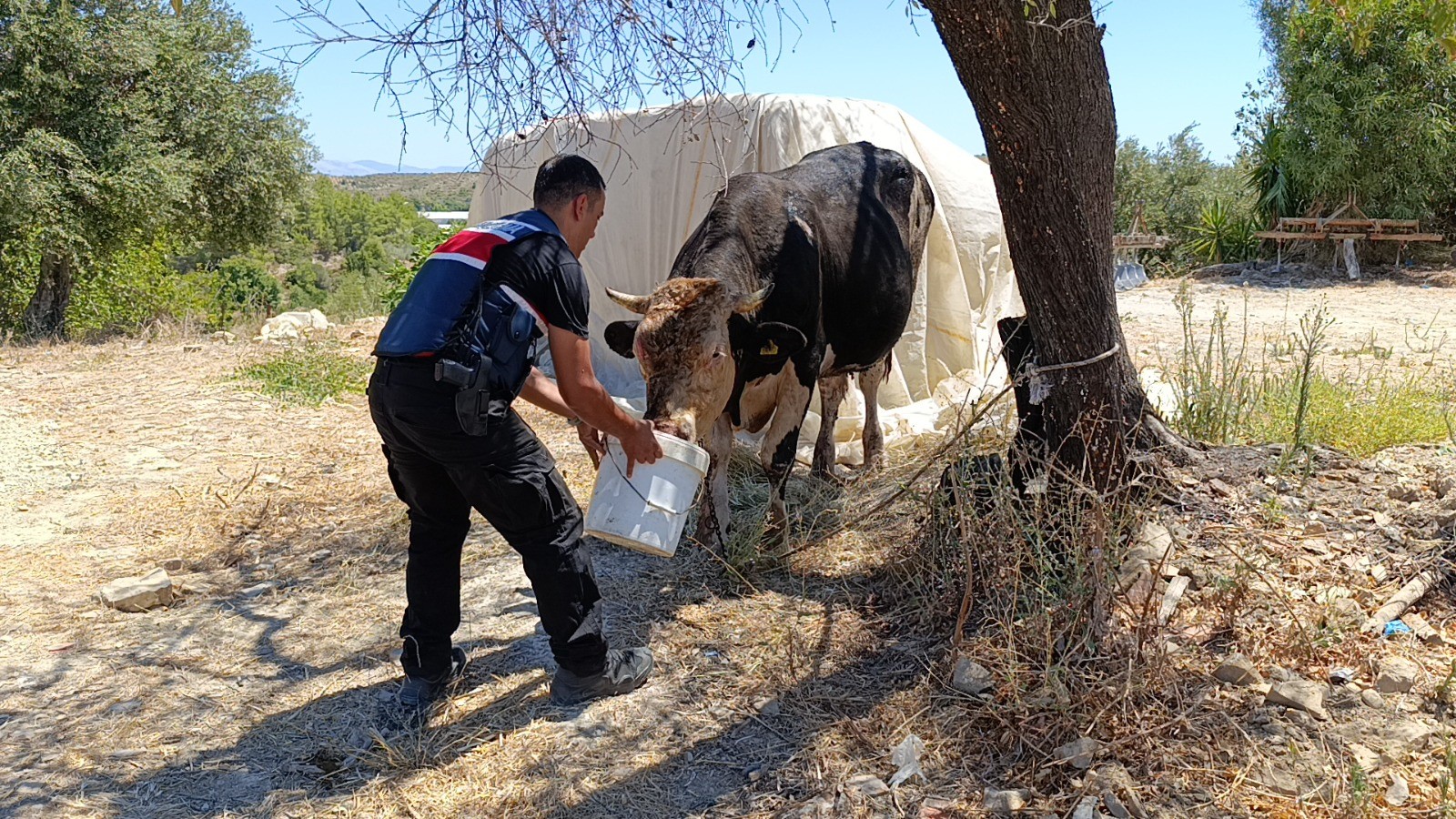 Antalya'da ahırda yangın: Çok sayıda hayvan telef oldu!-11