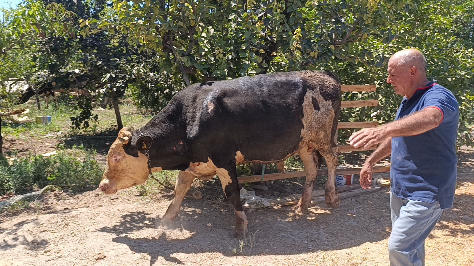 Antalya'da ahırda yangın: Çok sayıda hayvan telef oldu!-33