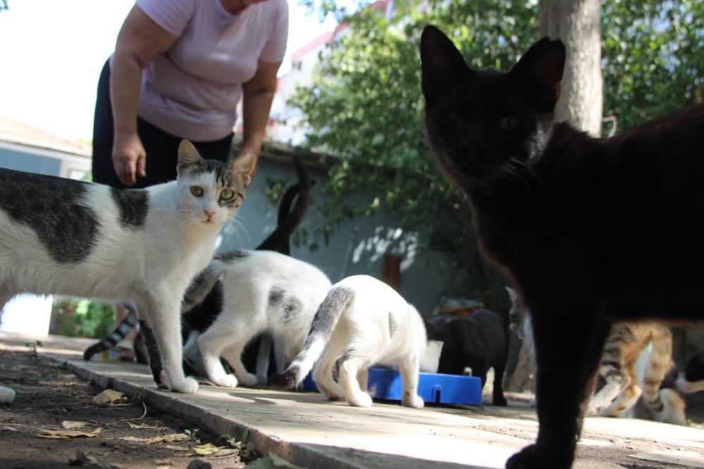 Manisa'da İngilizce öğretmeni 70'ten fazla kediye bakıyor!