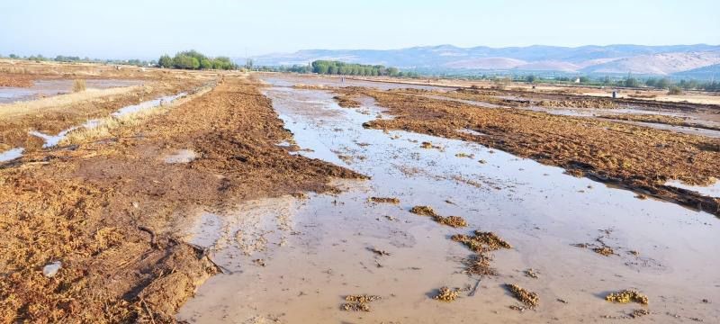 Manisa'da sağanak yağış sergideki kuru üzümlere büyük hasar verdi-3