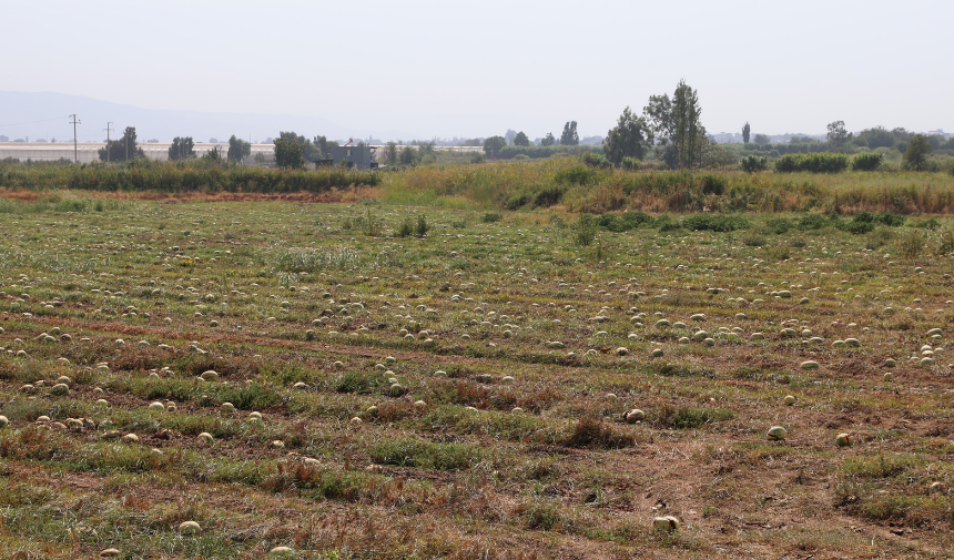 Karpuz Tarlada Kaldı 33