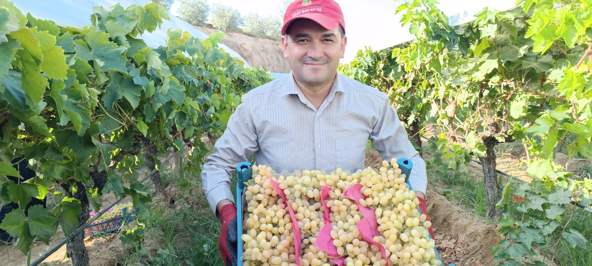 İki salkım üzüm neredeyse 10 kilo geliyor-3