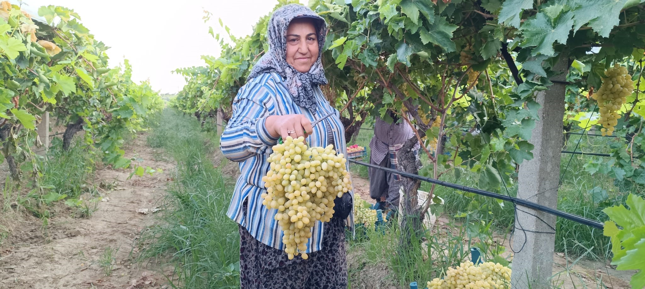 İki salkım üzüm neredeyse 10 kilo geliyor-2