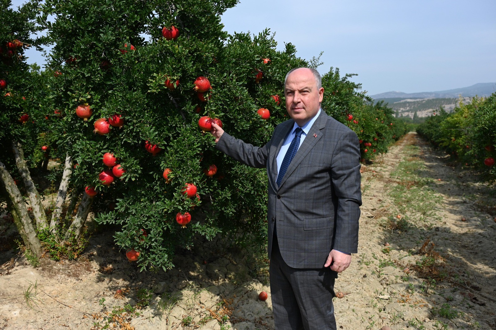 Denizli nar üretiminde 5. sırada yer alıyor-2