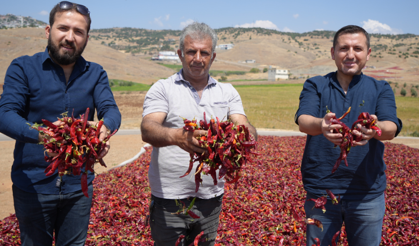 Pul Biberlerde Kurutma Hazırlığı Başladı 1