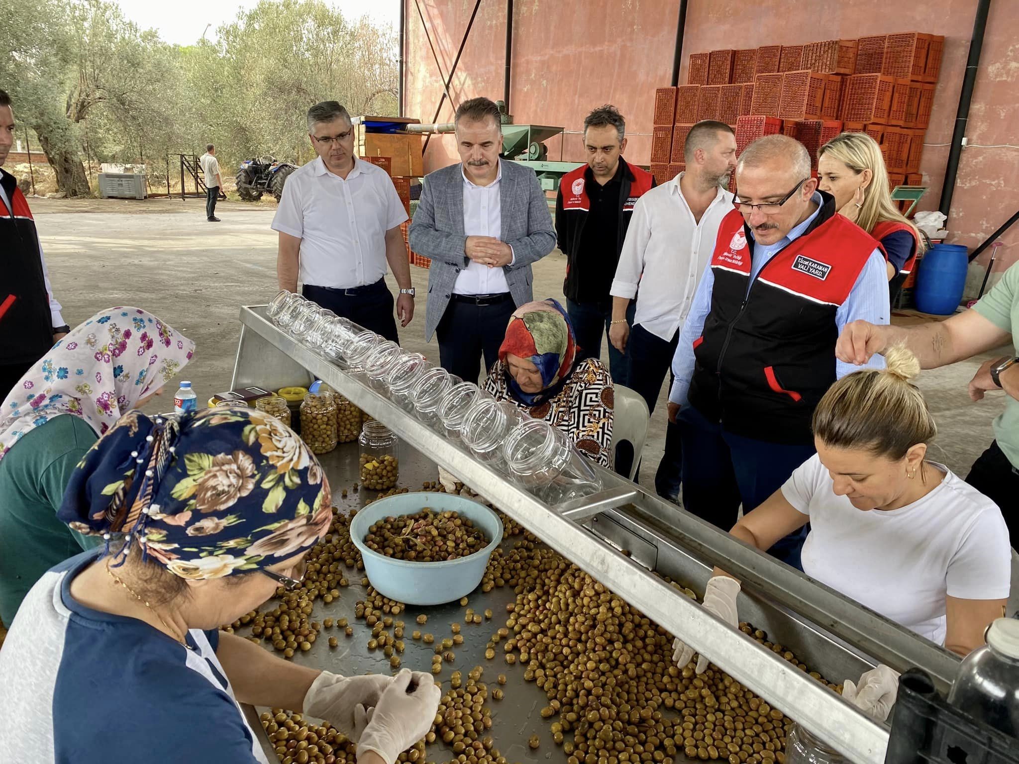 Vali ve Kaymakam Zeytin Hasadına Katıldı-4