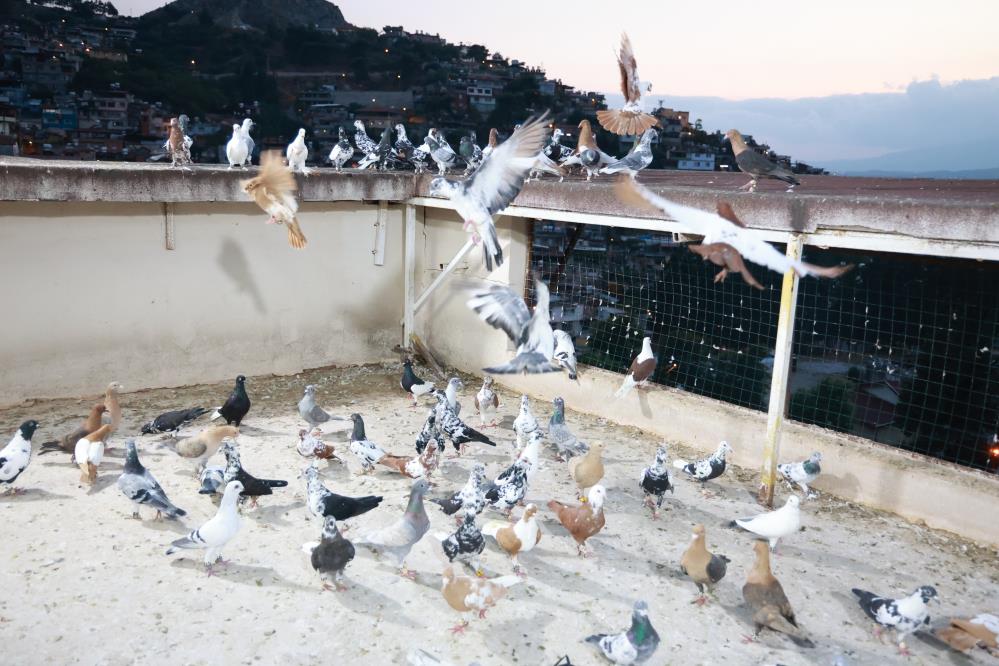 Depremzedeye güvercinleri teselli oluyor