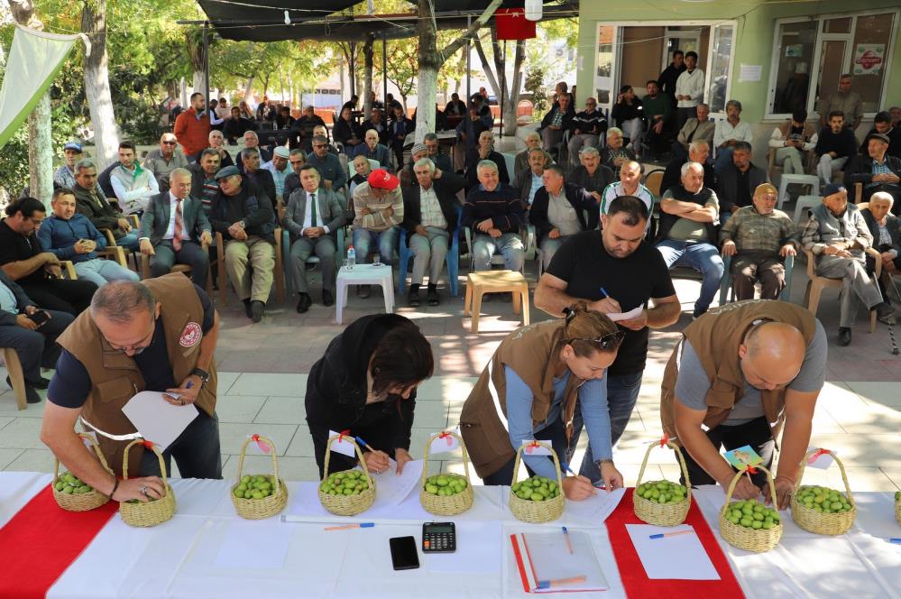 Belen'in tescilli zeytinleri yarıştı