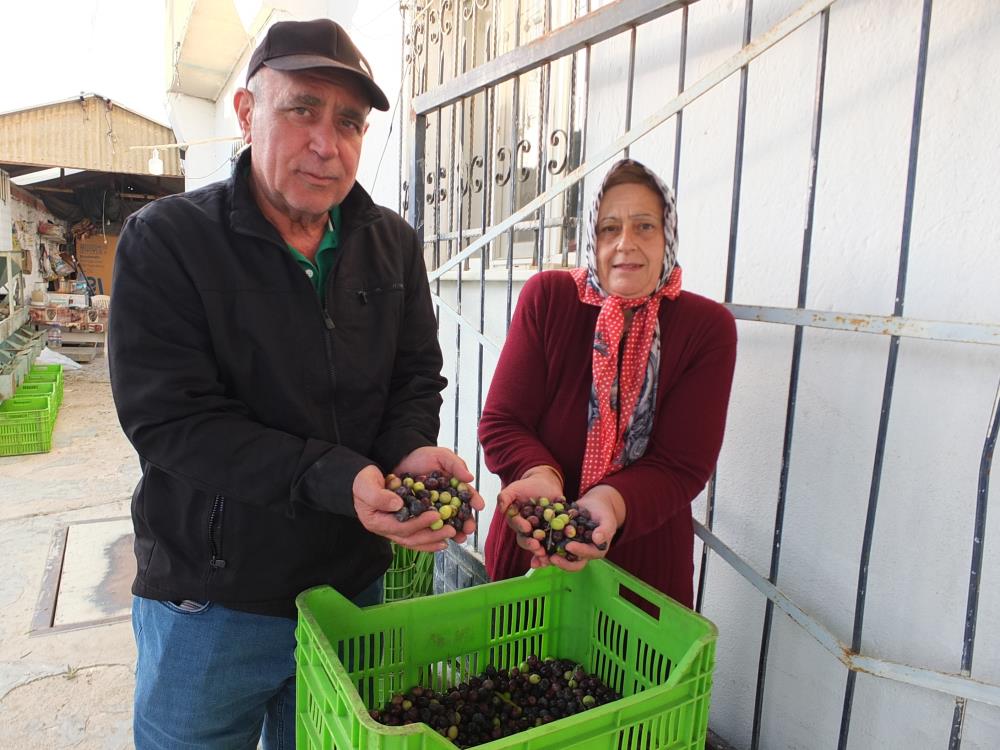 Ege'de kuraklık zeytin fiyatlarını olumsuz etkiledi!