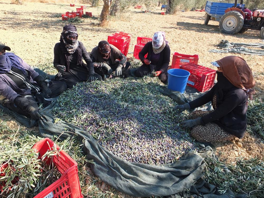 Ege'de kuraklık zeytin fiyatlarını olumsuz etkiledi!-1