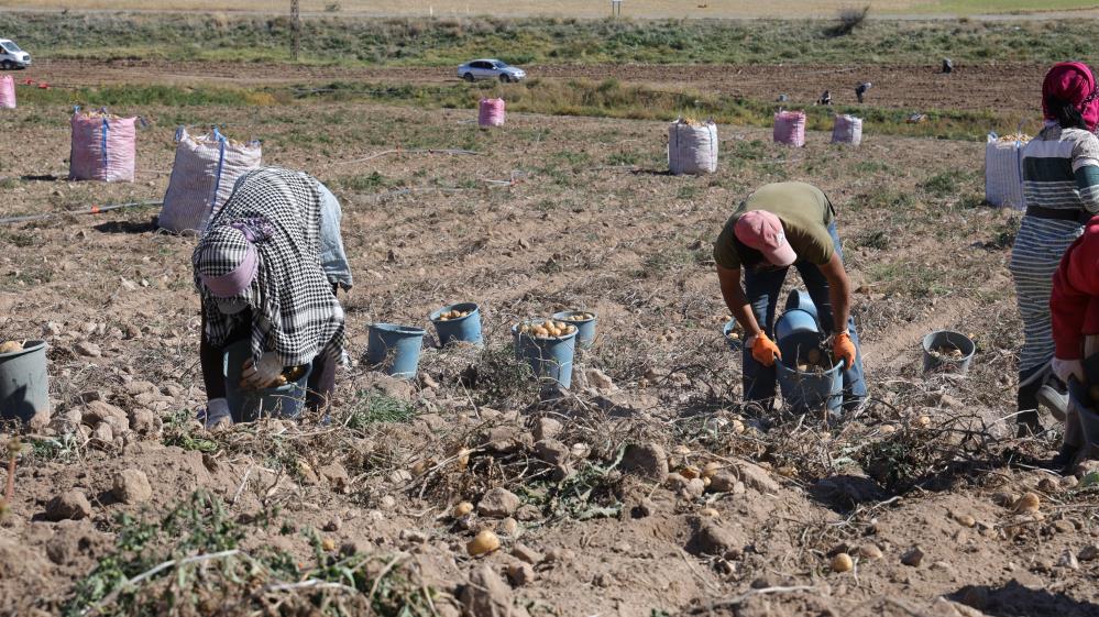 Çiftçi 2 liraya satarken tüketici 10 liraya alıyor