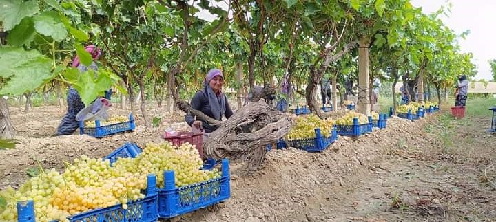 Sarıgöl'de yaş üzümün fiyatı üreticinin yüzünü güldürdü-2