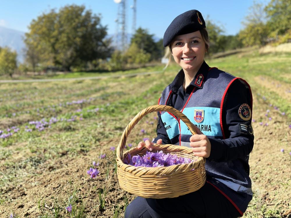 Yerli ve yabancı turistler safran hasadında bir araya geldi