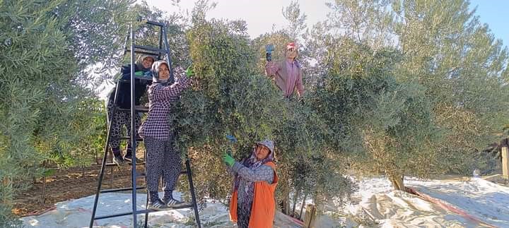 Sarıgöl'de zeytin hasadı başladı!