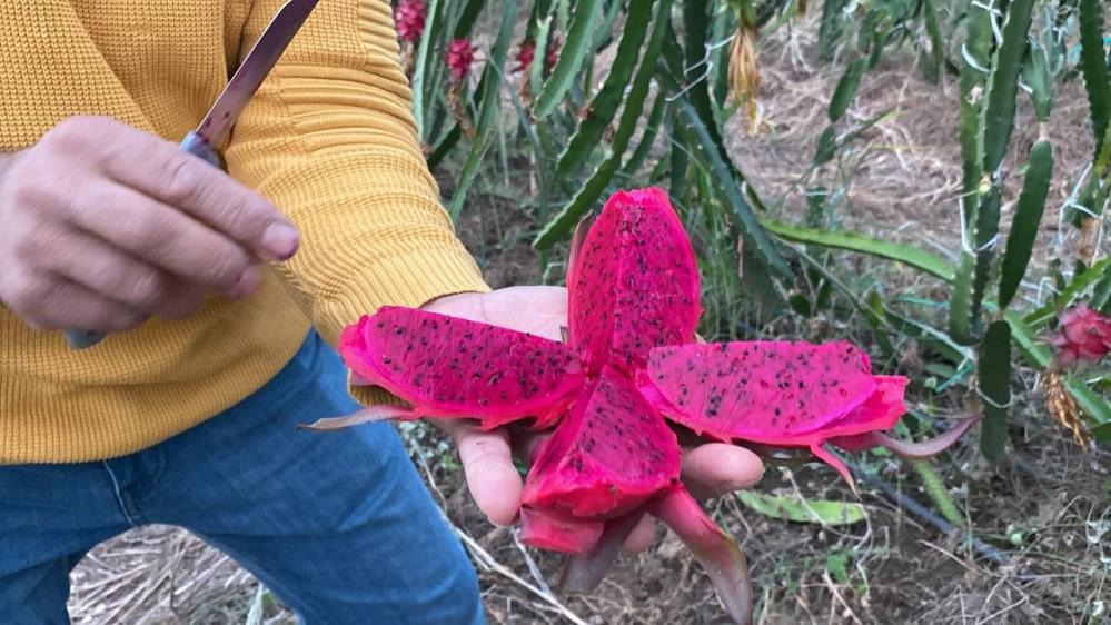 Boş araziyi altına çevirdi: Oto tamircisi 1 ton ejder meyvesi üretti-1