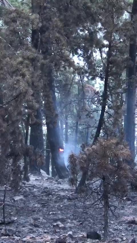 Denizli'deki orman yangını söndürüldü