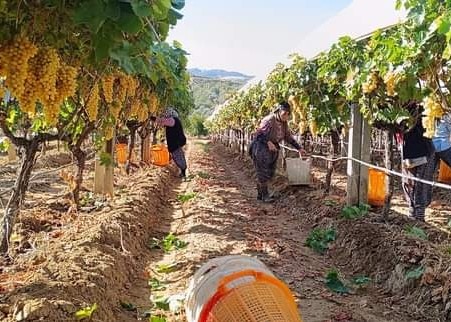 Manisa'nın bağlarında hasat devam ederken budama çalışmaları da başladı