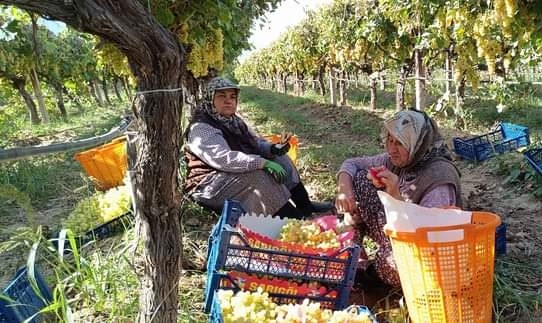 Manisa'nın bağlarında hasat devam ederken budama çalışmaları da başladı