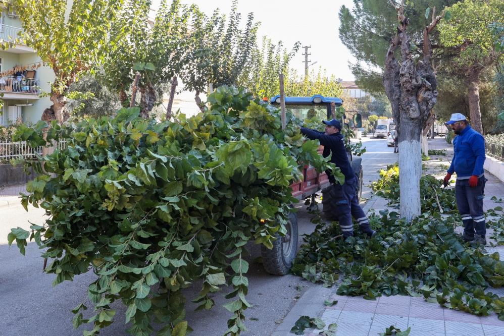 Manisa'da cadde ve sokaklarda ağaç budama çalışmaları başladı-1