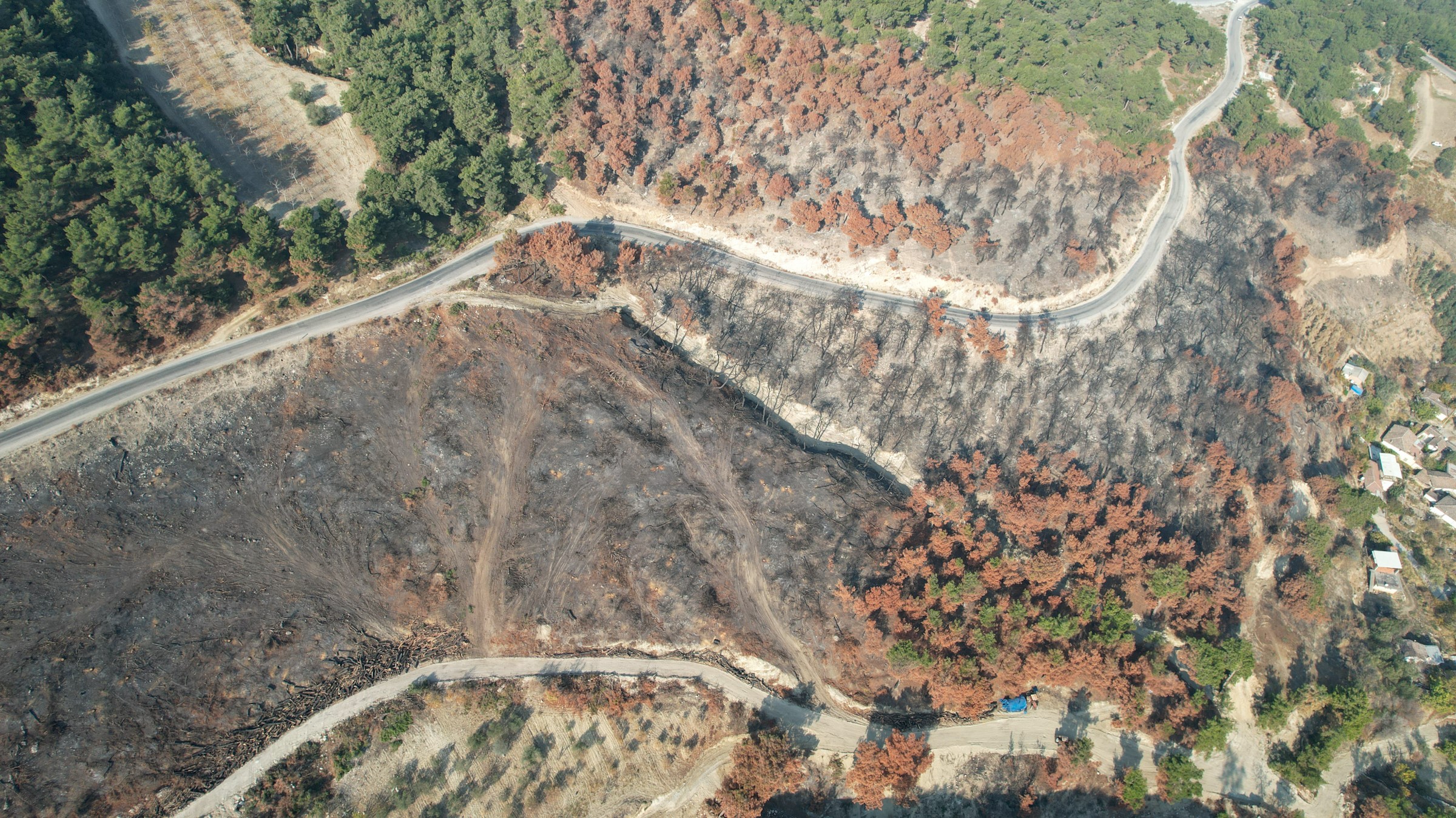 Manisa'da binlerce fidan toprakla buluştu