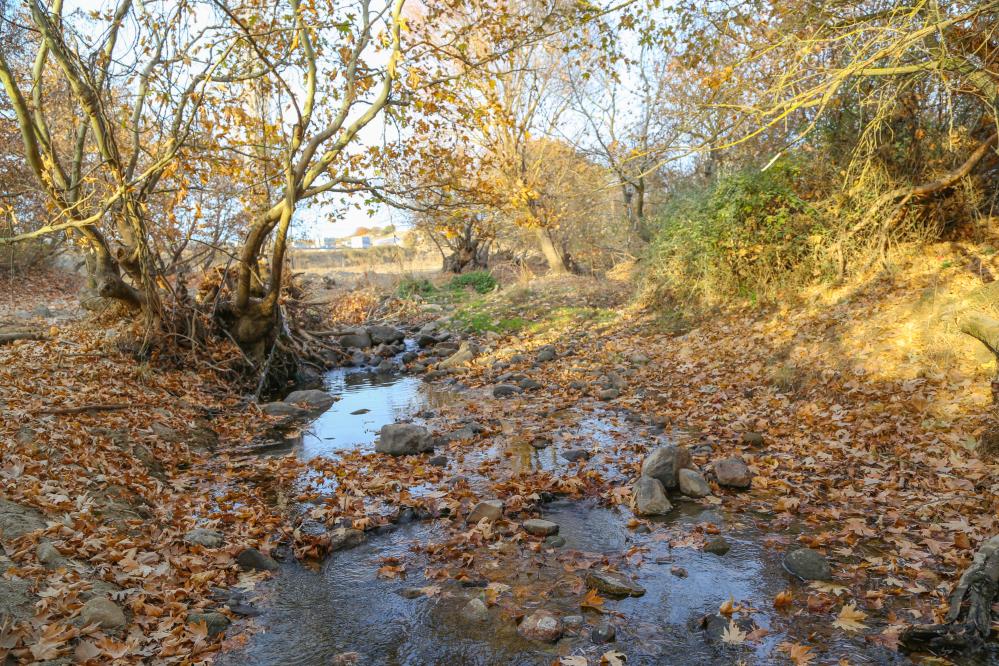 Manisa'da ağaçlardan dökülen yapraklar kartpostallık manzaralar oluşturdu