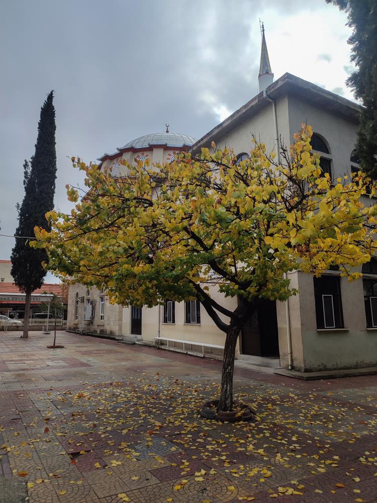 Manisa'da ağaçlardan dökülen yapraklar kartpostallık manzaralar oluşturdu-1