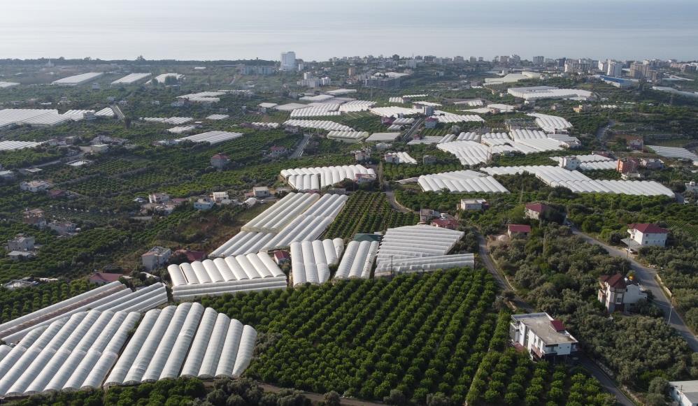 Mersin'de örtü altında yetişen salatalık, üreticinin yüzünü güldürdü-1