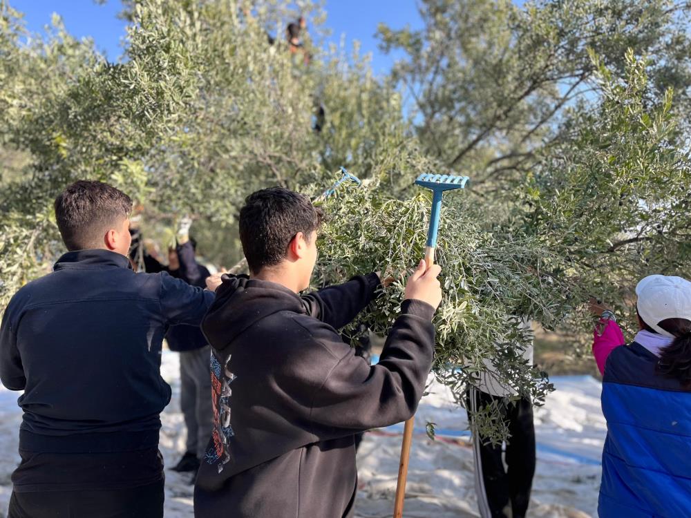 Manisa'da liseli öğrenciler zeytin hasadı yaptı-1