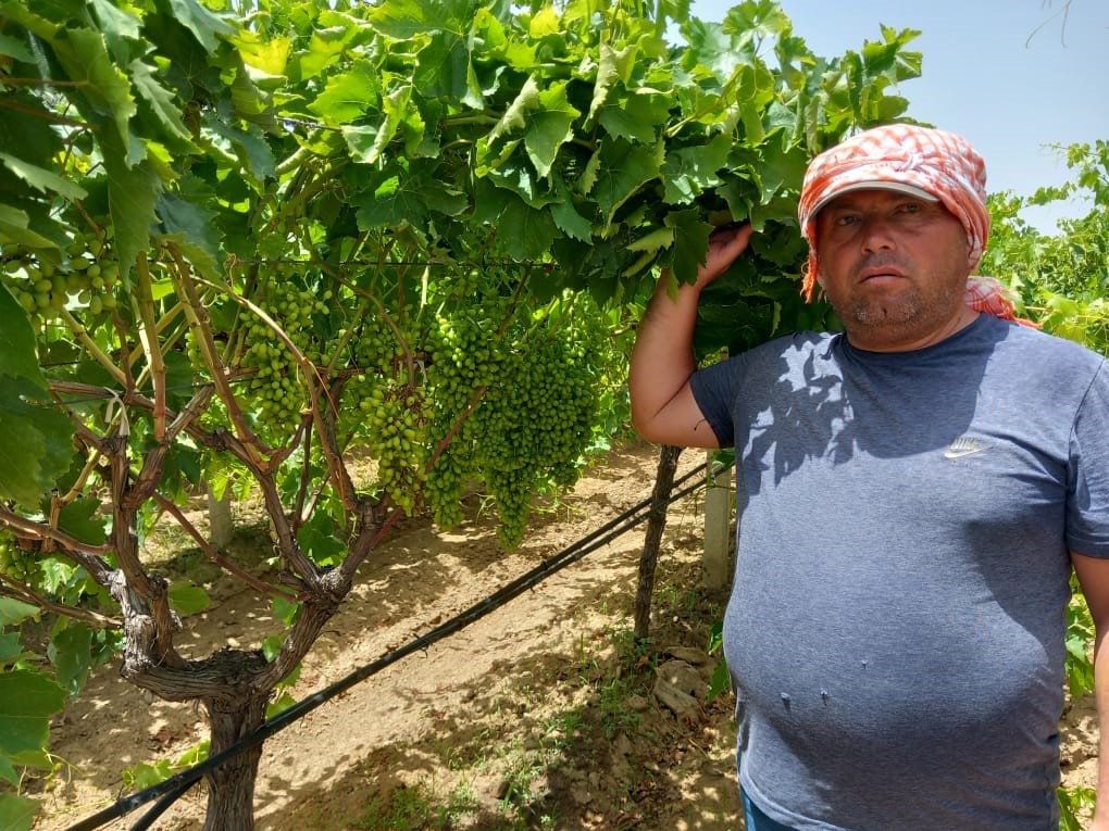 Sarıgöl'de kavurucu sıcak üreticiyi durdurmadı!-1.1