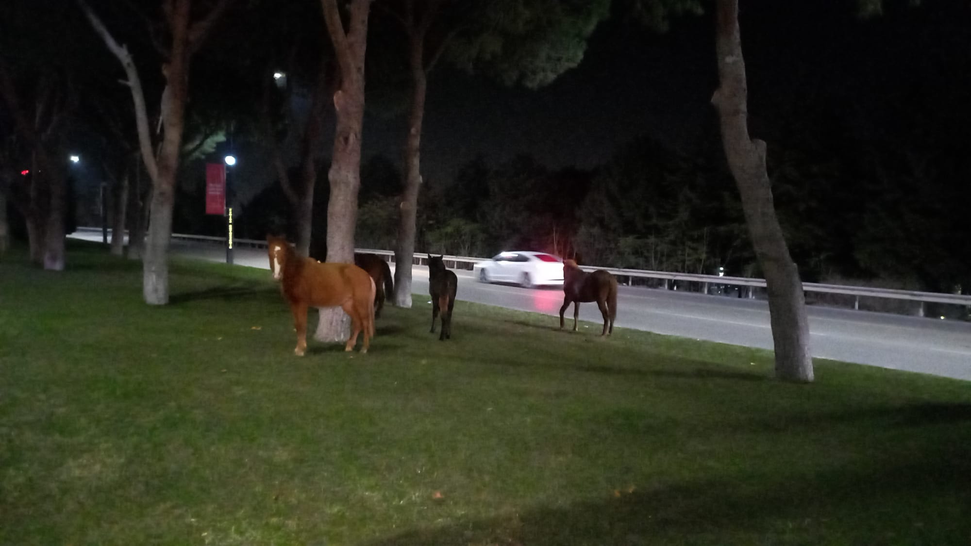 Manisa'da yılkı atına çarpan otomobildeki 3 kişi yaralandı