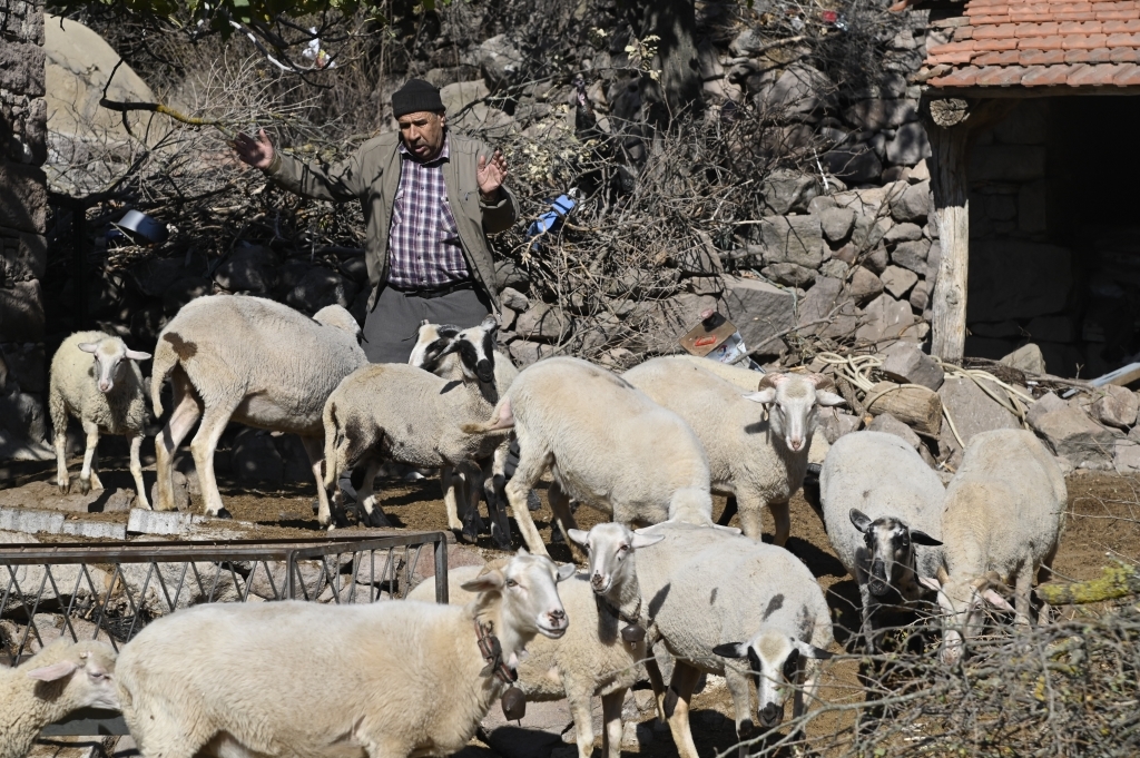 Manisa'da Mavi Dil Hastalığına Karşı Kapsamlı Çalışma-1